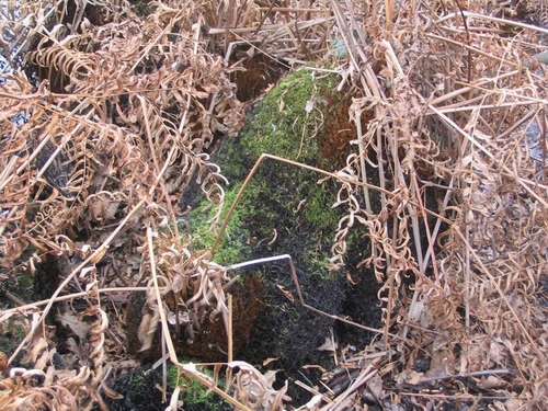 Osmunda regalis / Felce florida